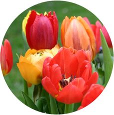 Tulpen-bunt.jpg